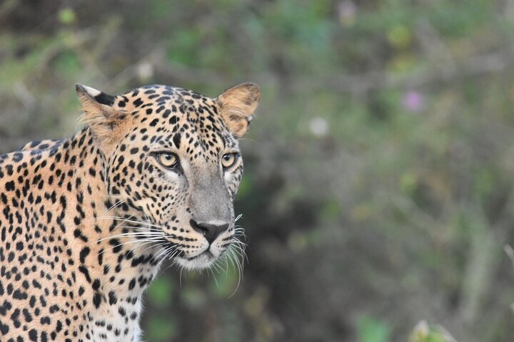Safari Sri Lanka online gebucht © Nimal Safari 003