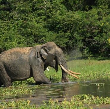 Wilpattu National Park